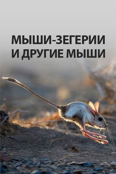 Мыши-зегерии и другие мыши